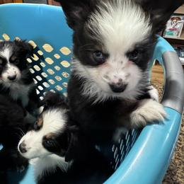Slugger - Black tri male Toy Australian Shepherd puppy in Mount Airy, North Carolina from Brickell Farms