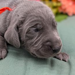Carson - Blue male Weimaraner puppy in Evart, Michigan from Drehbar Weimaraners