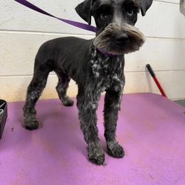 Trish - Miniature Schnauzer