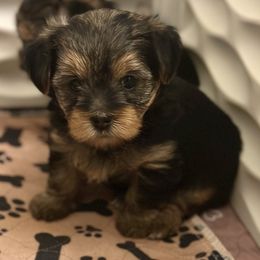 Diamond - Yorkshire Terrier puppy in Richmond, Texas from Perfectly Posh Pets