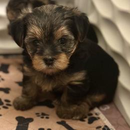 Diamond - Yorkshire Terrier puppy in Richmond, Texas from Perfectly Posh Pets