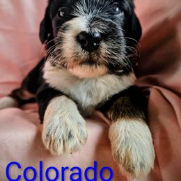 Colorado - Black and white female Assorted Doodle Crosses puppy in Rainier, Oregon from Seven Petals Farm