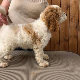 Remi - Red roan male Cockapoo puppy in Connersville, Indiana from MoonShine Babies