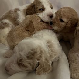 Aussiedoodle Puppies from Aussiedoodles in Dixie