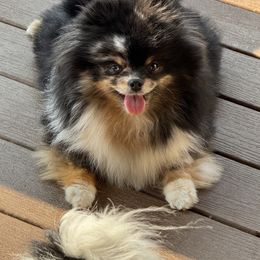 Dodo - Pomeranian