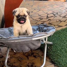 Pug Puppies from Pickwick Pugs
