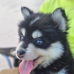 Pomsky Puppies from VooDoux Farms