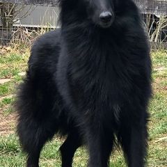 Belgian Sheepdogs from Poetry’s Bend Belgian Sheepdogs
