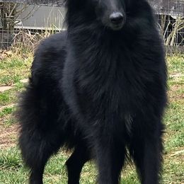 Belgian Sheepdogs from Poetry’s Bend Belgian Sheepdogs