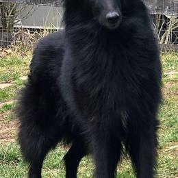 Belgian Sheepdogs from Poetry’s Bend Belgian Sheepdogs