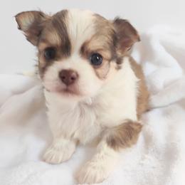 Bruno - Black sabled fawn male Chihuahua puppy in Wayland, Michigan from MI Chihuahua