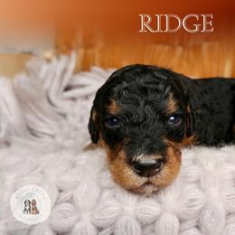 Ridge - Phantom male Bernedoodle puppy in Bowling Green, Ohio from Windy Creek Doodles