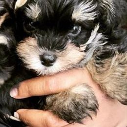 Morkies and Yorkipoos from Monroe's Purrfect Puppies