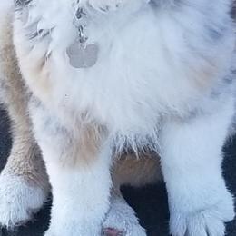 Australian Shepherd Puppies from Middle Fork Australian Shepherds