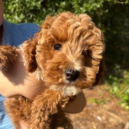 Buckwheat - Apricot male Poodle puppy in Hawthorne, Florida from Loblolly Ranch