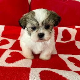 Hanky - Tricolor male Shih Tzu puppy in Fredericksburg, Virginia from Pumpkin Patch Pups