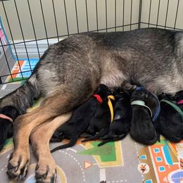 German Shepherds from AKC German Shepherd Puppies