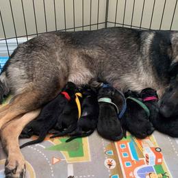 German Shepherds from AKC German Shepherd Puppies