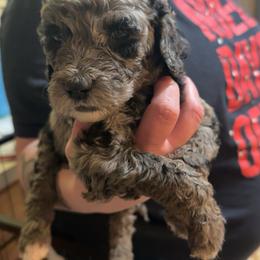 Mira - Merle female Goldendoodle puppy in Petersburg, West Virginia from Wv Diva Doodles