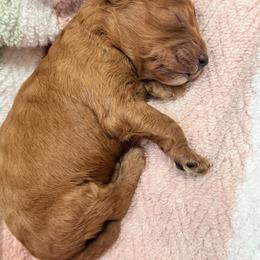 Ash - Red  male Goldendoodle puppy in Alamance County, North Carolina from Doodle Squad Puppies