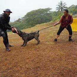 Cane Corso All Grown Up from Diamond Cut Kennels, Hawaii