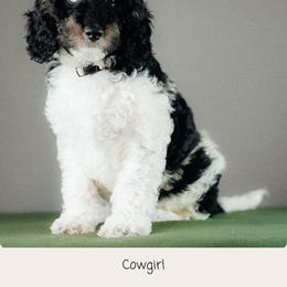 Cowgirl - Phantom female Goldendoodle puppy in Caldwell, Idaho from Boise Doodle Co.