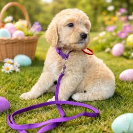 You are my sunshine - Cream female Goldendoodle puppy in Houston, Texas from Were The Mack'Doodles