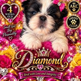 Diamond - Brindle and white female Shih Tzu puppy in Dallas, Texas from Almost Heaven Shih Tzu