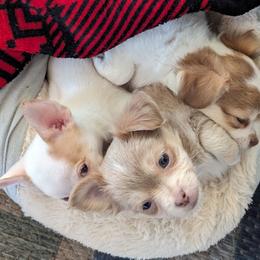 Chihuahuas from OakView Farm Chihuahuas FB