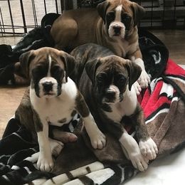 Boxer Puppies from Cinnamon Girl's Boxers