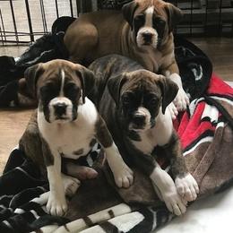 Boxer Puppies from Cinnamon Girl's Boxers