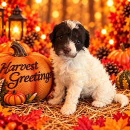 Dawson - Chocolate male Cavapoo puppy in Myrtle Beach, South Carolina from Colorful-K9'S