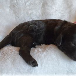 Girl 3 - Black and white Bernedoodle puppy in Shell Lake, Wisconsin from KC Acres