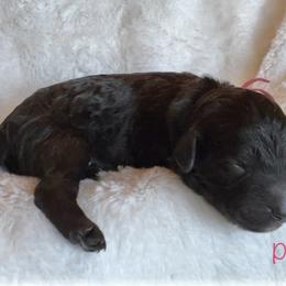 Girl 3 - Black and white Bernedoodle puppy in Shell Lake, Wisconsin from KC Acres