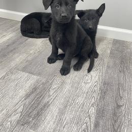 Dachshund and German Shepherd Puppies from Illyria Dox & GSD
