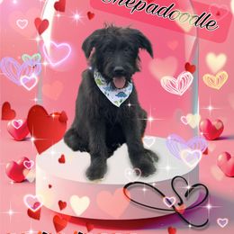 Onyx - Black and tan male Assorted Doodle Crosses puppy in Warrenton, Missouri from Pawsome Poodles and Doodles