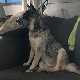 Blue - Australian Cattle Dog