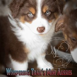 Miniature Australian Shepherd Puppies from Whispering Trail Miniature Aussies