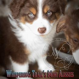 Miniature Australian Shepherd Puppies from Whispering Trail Miniature Aussies