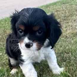 Lil Casper - Tri-color male Cavalier King Charles Spaniel puppy in Broken Arrow, Oklahoma from Cavalier King Charles Heartland