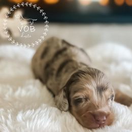 Chestnut - Dapple male Dachshund puppy in Sioux Rapids, Iowa from VOB Doxie