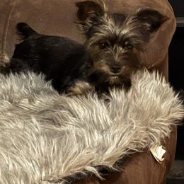 Willow - Yorkshire Terrier