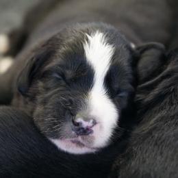 Australian Shepherd Puppies from Crown C Aussies