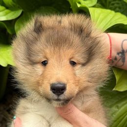 Turbo - Sable and white male Shetland Sheepdog puppy in Iowa from Karmayne Kennels