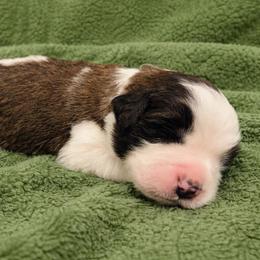 Dark green collar male - Red and white male Saint Bernard puppy in Albany, Georgia from Magnolia Saint Bernards