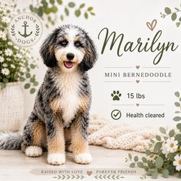 Marilyn Monroe - Bernedoodle