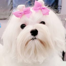 MaiMai - Maltese