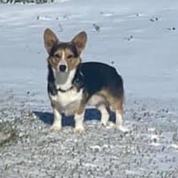 Buster - Pembroke Welsh Corgi