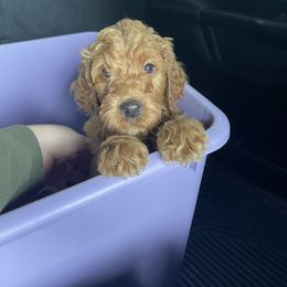 Double Doodle, Goldendoodle, Labradoodle, and Poodle Puppies from Amore Doodles & Poodles