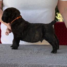 Orange Collar R - Black brindle male Cane Corso puppy in Paris, Texas from Knucklehead Cane Corso
